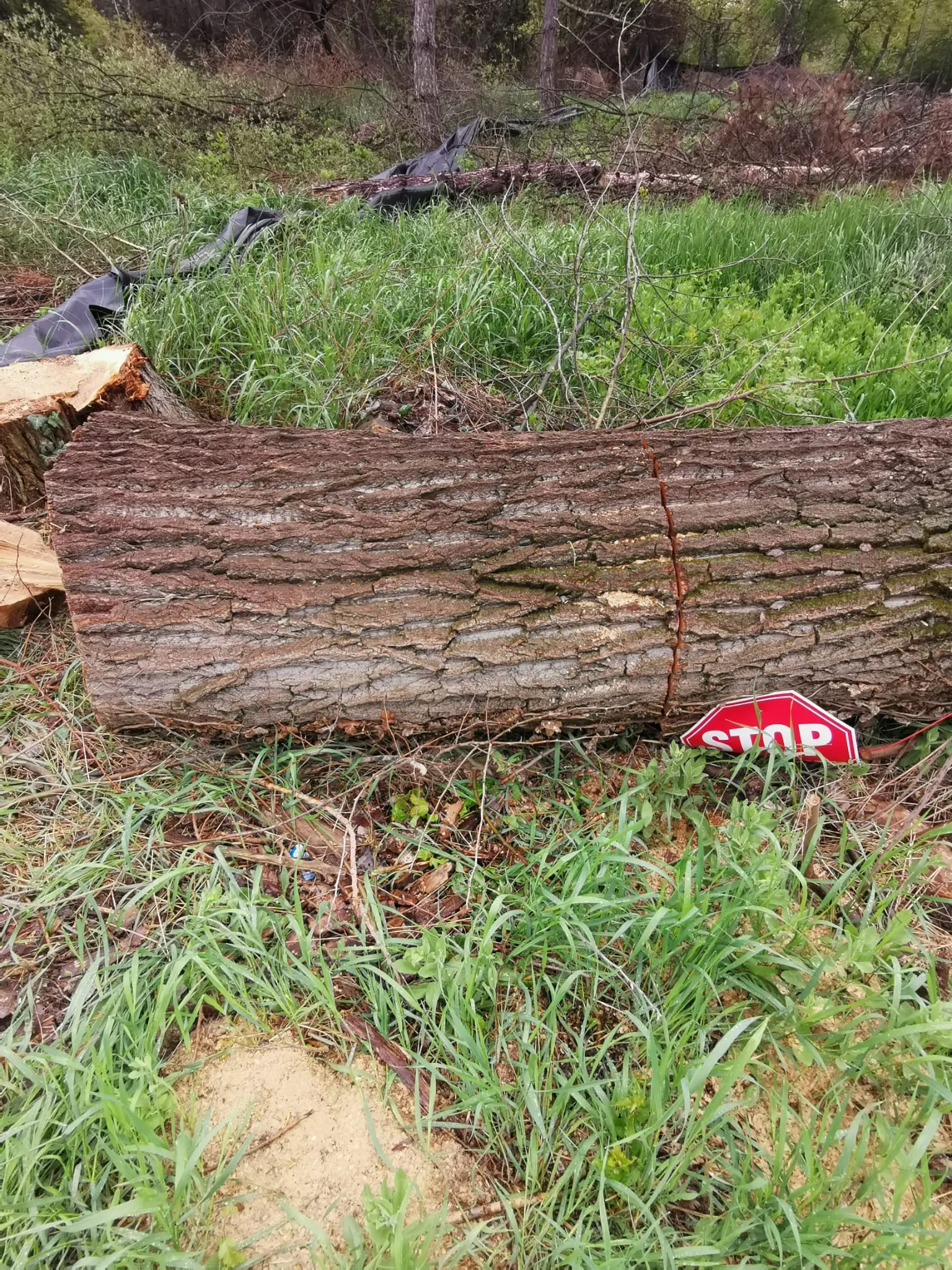 Arbori tăiați în zona retrocedată a Parcului IOR