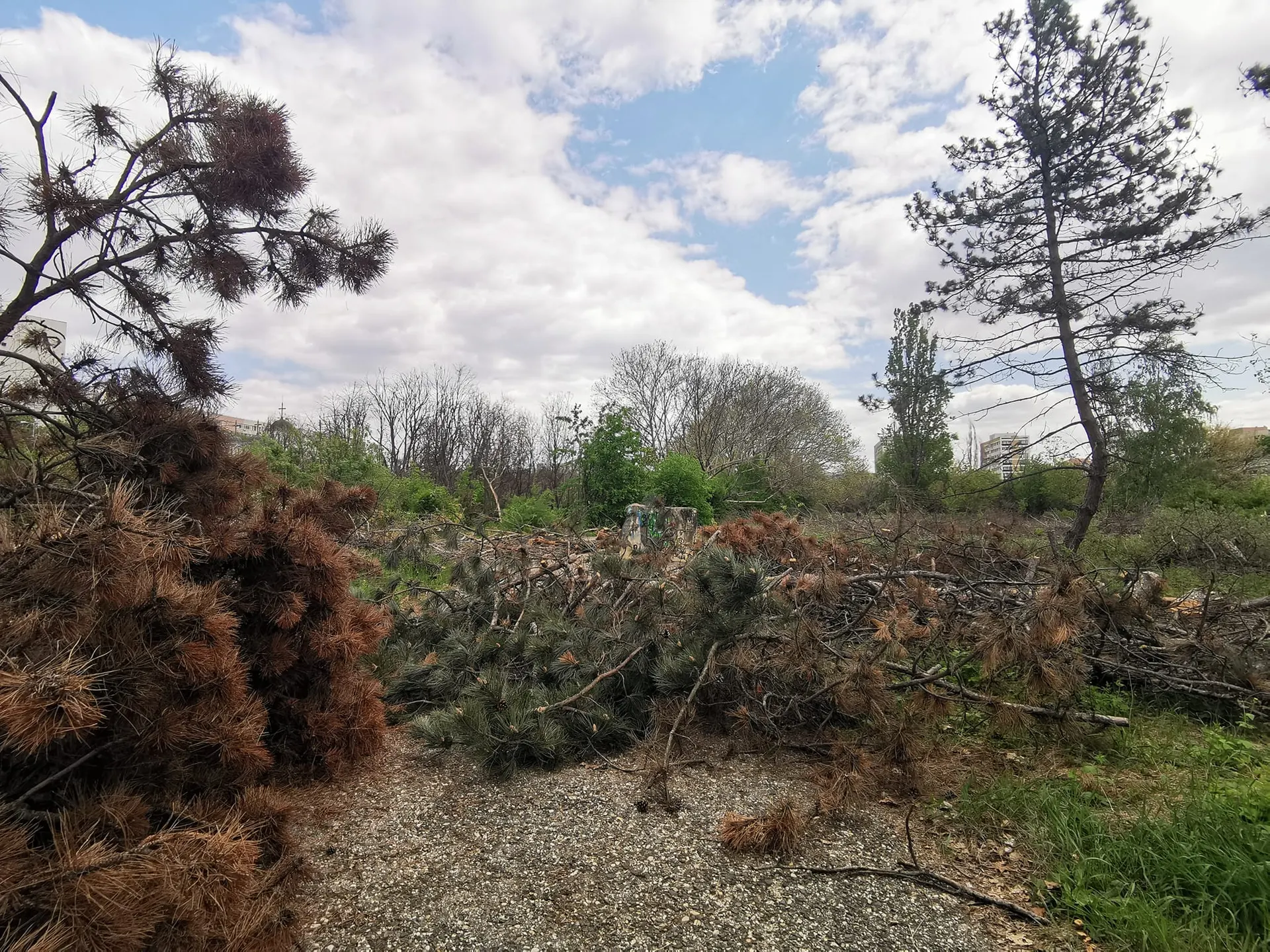 Zona afectată de tăieri în Parcul IOR