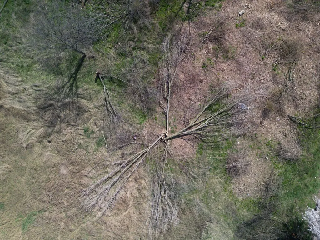 Zona defrișată a Parcului IOR