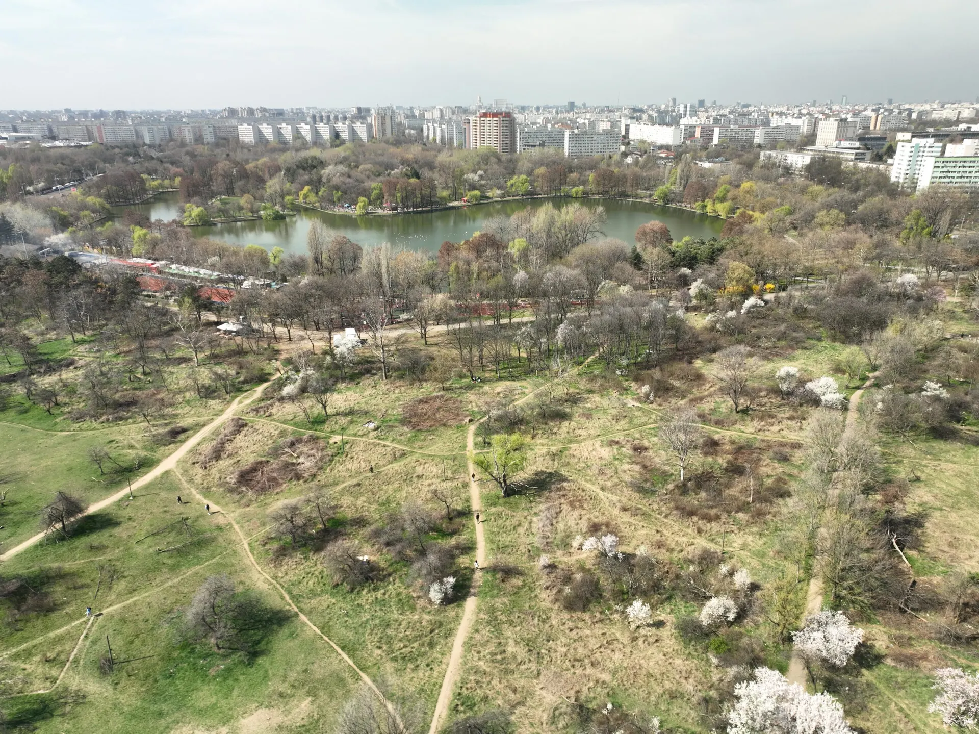 Defrișarea zonei retrocedate din Parcul IOR