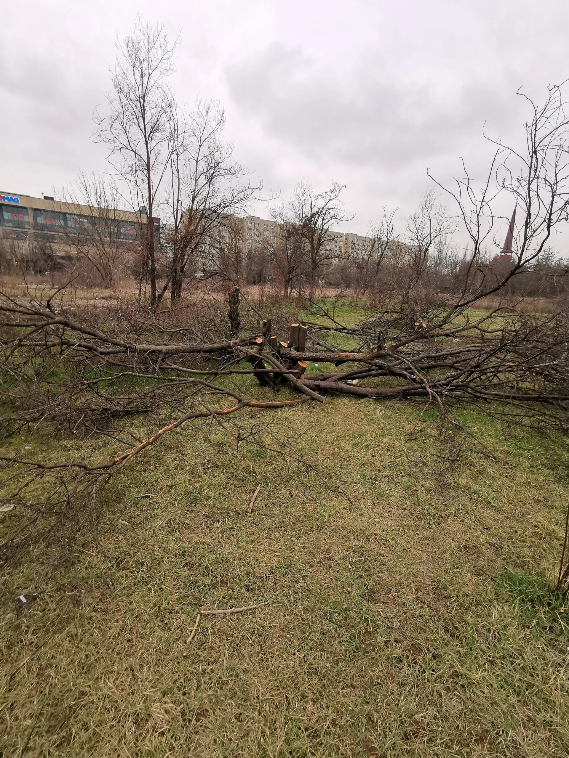 Copaci tăiați în Parcul IOR